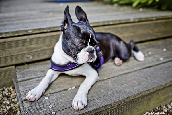 Top 10 Dog Breeds That Harmonize Seamlessly With Cats