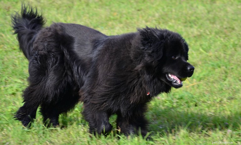 Top 10 Dog Breeds That Harmonize Seamlessly With Cats