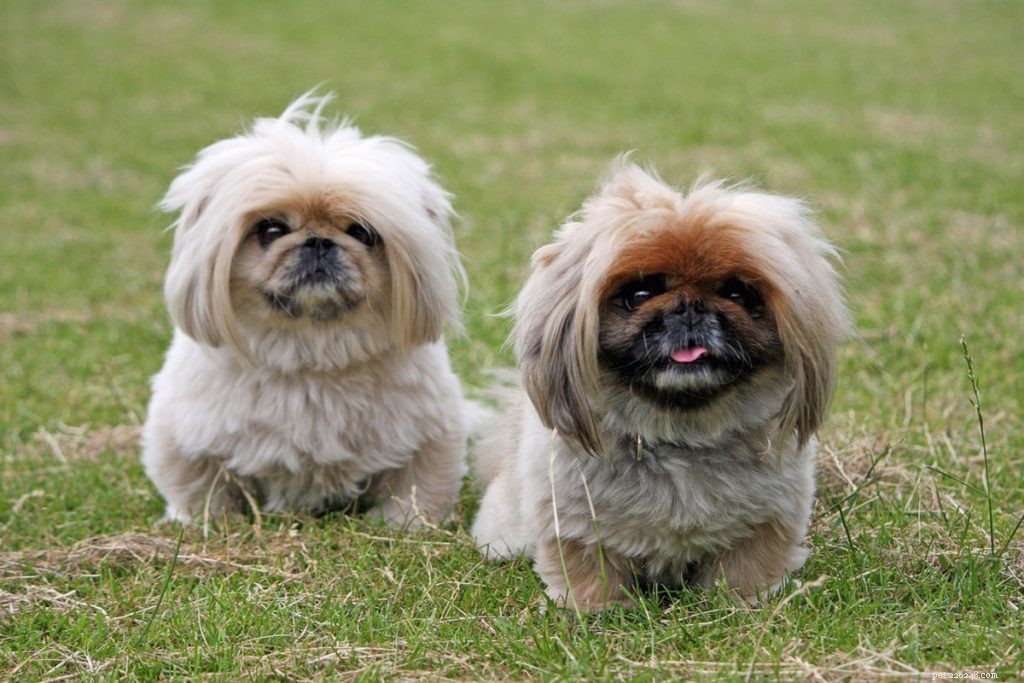 Top 10 Dog Breeds That Harmonize Seamlessly With Cats