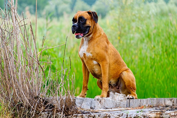 Top 10 Dog Breeds That Harmonize Seamlessly With Cats
