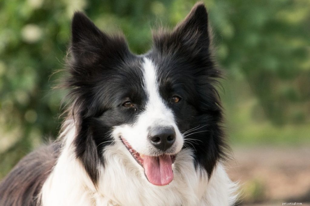 10 Easy-to-Train Dog Breeds for Every Owner