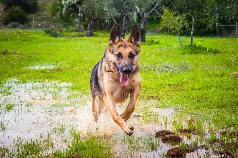 10 Easy-to-Train Dog Breeds for Every Owner