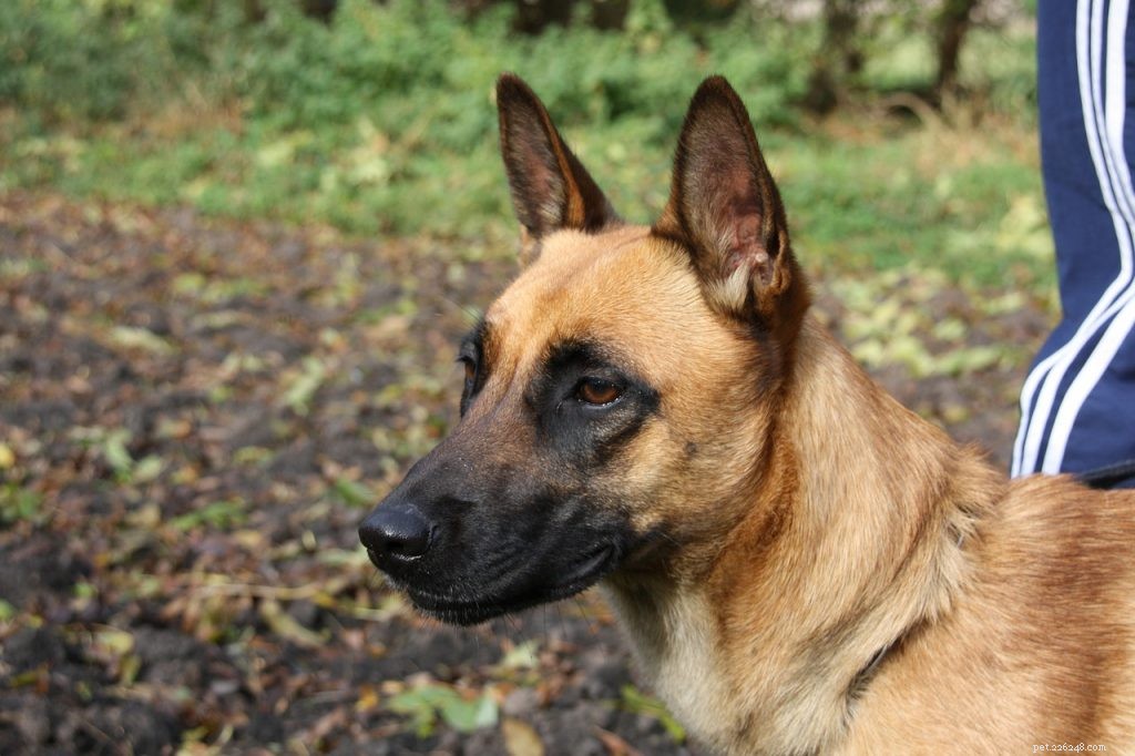 10 Easy-to-Train Dog Breeds for Every Owner