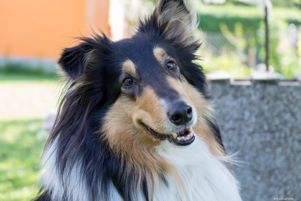 10 Easy-to-Train Dog Breeds for Every Owner