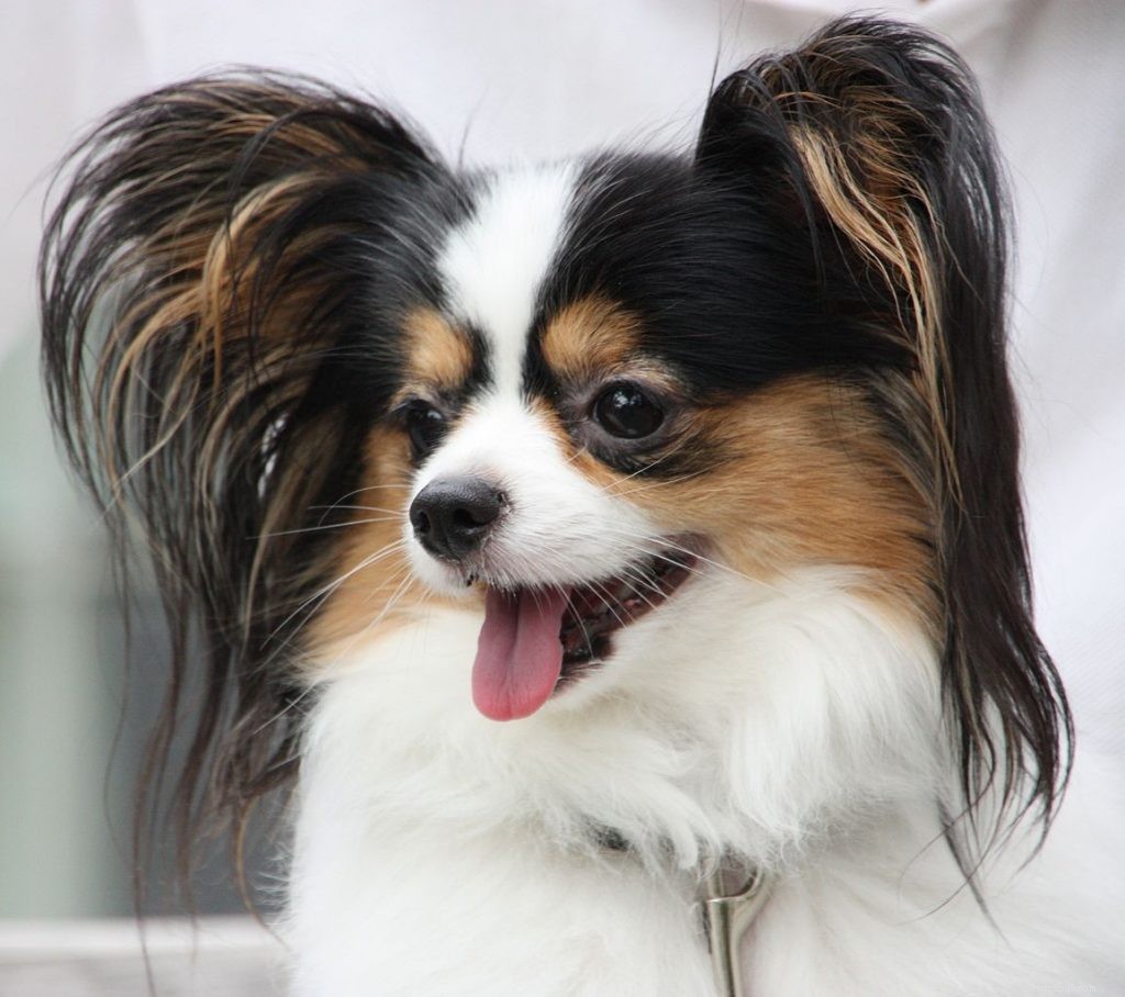 10 Easy-to-Train Dog Breeds for Every Owner