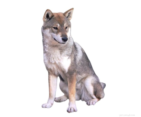 Explore 8 Iconic Japanese Dog Breeds: History, Traits, and Heritage