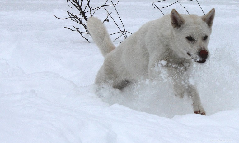 Explore 8 Iconic Japanese Dog Breeds: History, Traits, and Heritage