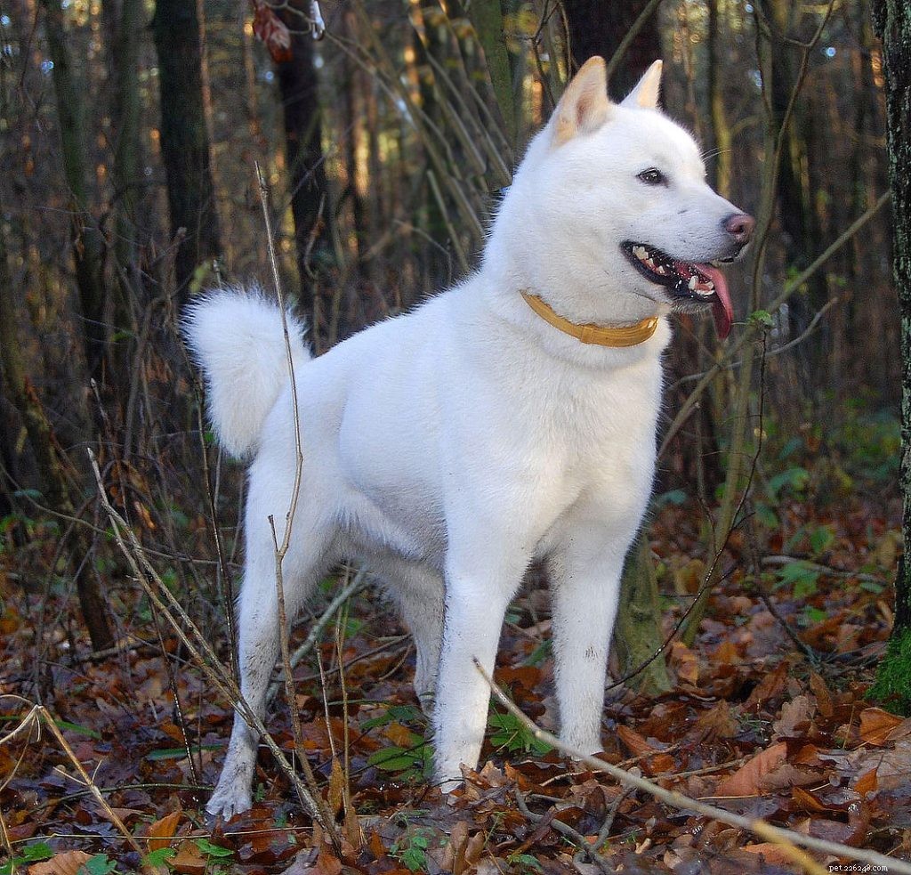 Explore 8 Iconic Japanese Dog Breeds: History, Traits, and Heritage