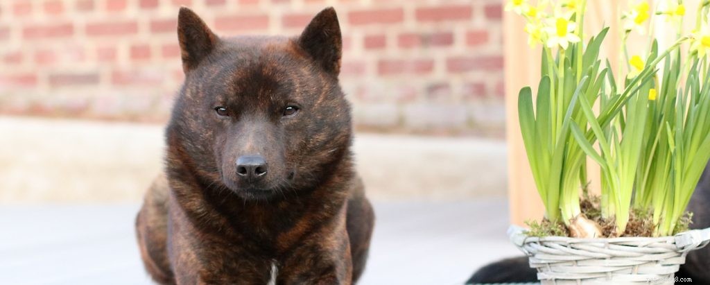 Explore 8 Iconic Japanese Dog Breeds: History, Traits, and Heritage