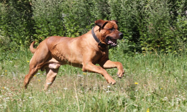 Explore 8 Iconic Japanese Dog Breeds: History, Traits, and Heritage