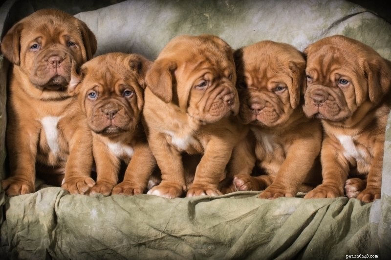 Choosing the Perfect Puppy from a Litter: A Step‑by‑Step Guide