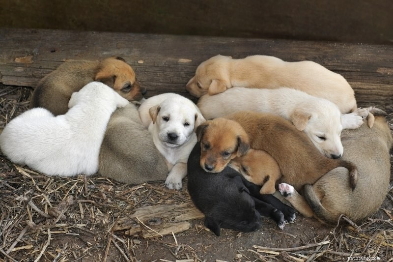 Choosing the Perfect Puppy from a Litter: A Step‑by‑Step Guide
