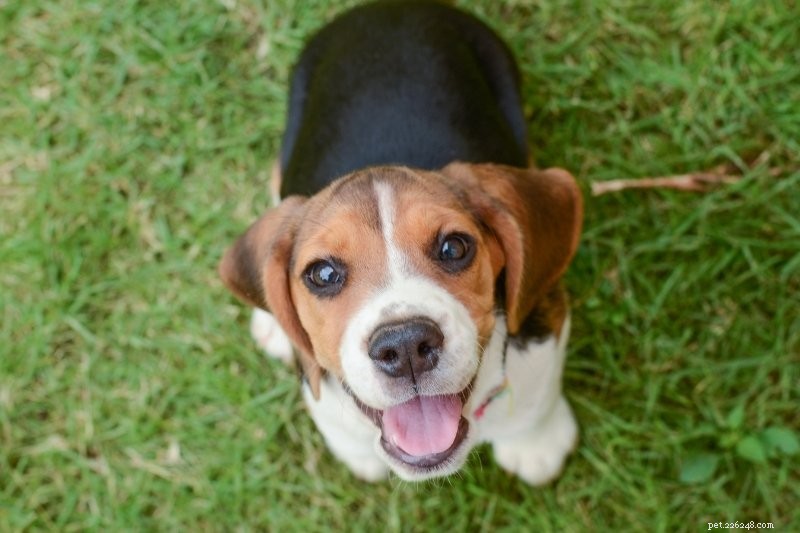 Choosing Between a Puppy and an Adult Dog: Pros, Cons, and Tips