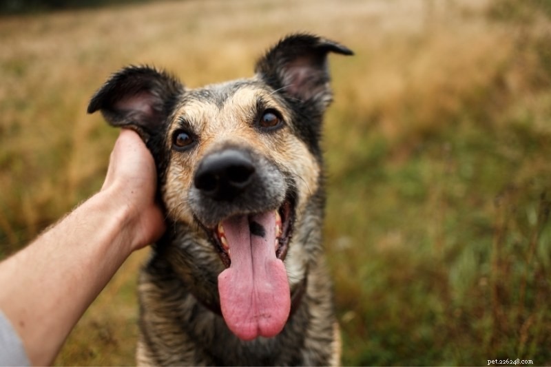 Choosing Between a Puppy and an Adult Dog: Pros, Cons, and Tips