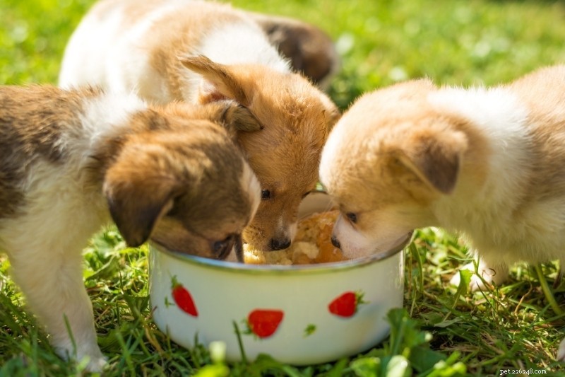 15 Must‑Ask Questions for a Responsible Dog Breeder