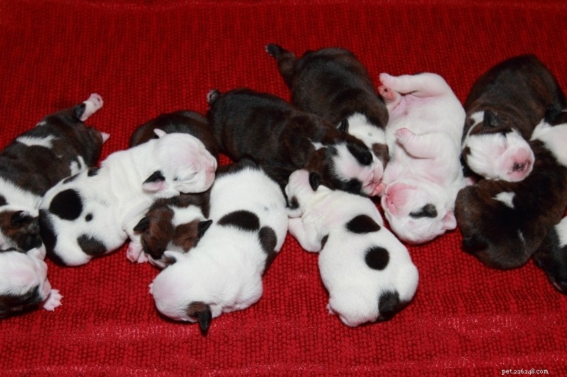 15 Must‑Ask Questions for a Responsible Dog Breeder