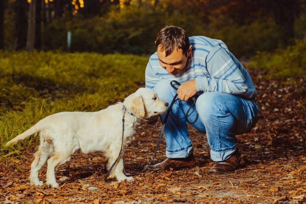 Adopting a Big Dog: Essential Insights Before You Commit