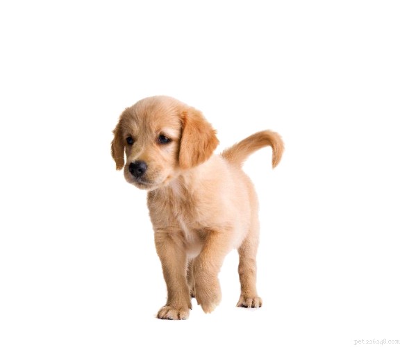Choosing the Perfect Dog to Adopt: A Practical Guide