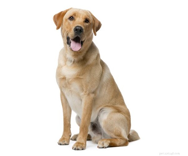 Choosing the Perfect Dog to Adopt: A Practical Guide