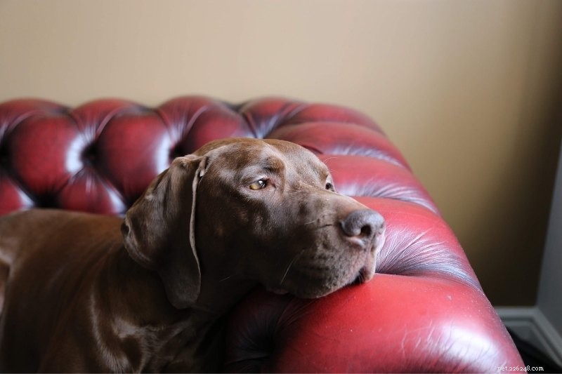 Do Dogs Experience Boredom? Signs, Causes, and Solutions