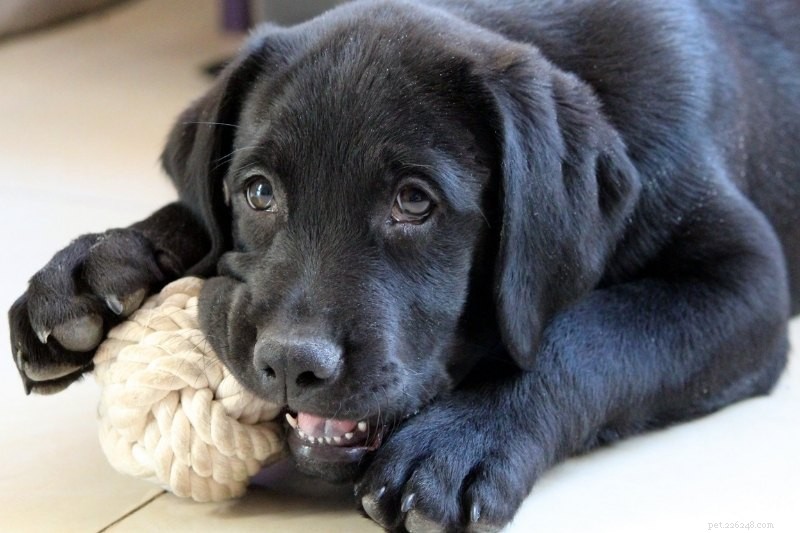 Do Dogs Experience Boredom? Signs, Causes, and Solutions