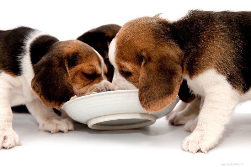 Littermate Syndrome in Dogs: Causes, Symptoms, and Prevention Tips