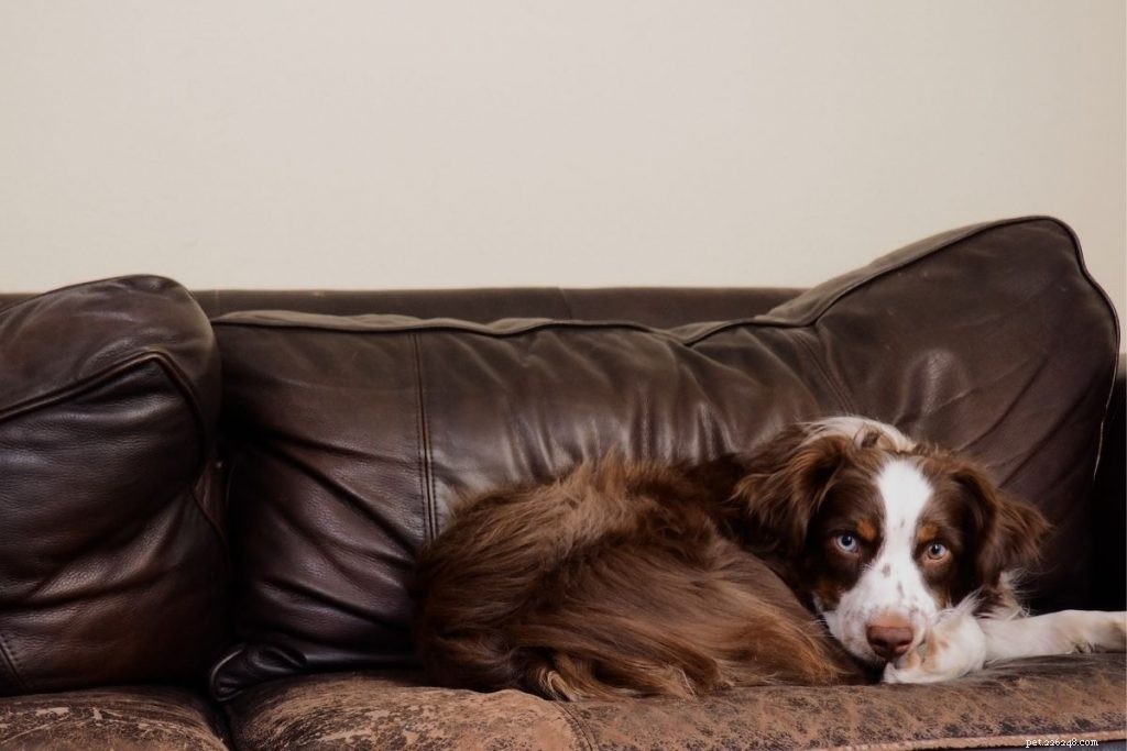 Understanding Why Your Dog Follows You Everywhere – Effective Ways to Manage the Behavior