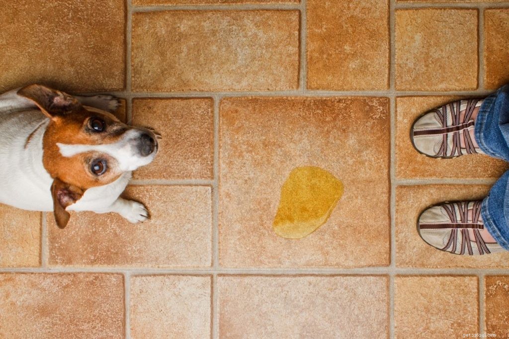 Why Your Dog Won’t Poop on Walks – Causes, Signs, and Proven Solutions