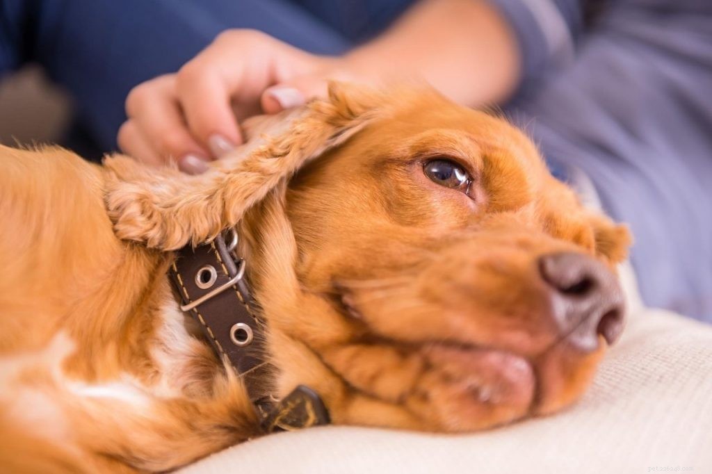 Identifying Dog Fear & Proven Ways to Reassure Your Pet