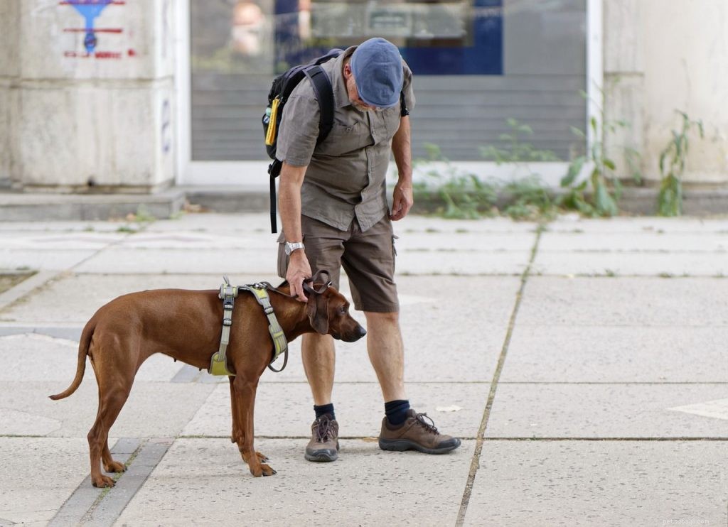 Understanding Aggressive Dogs: Causes, Signs, and Solutions