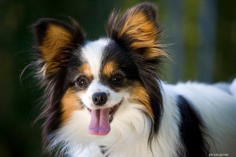 Do Papillons Shed? Understanding the Care for Their Long, Luxurious Fur