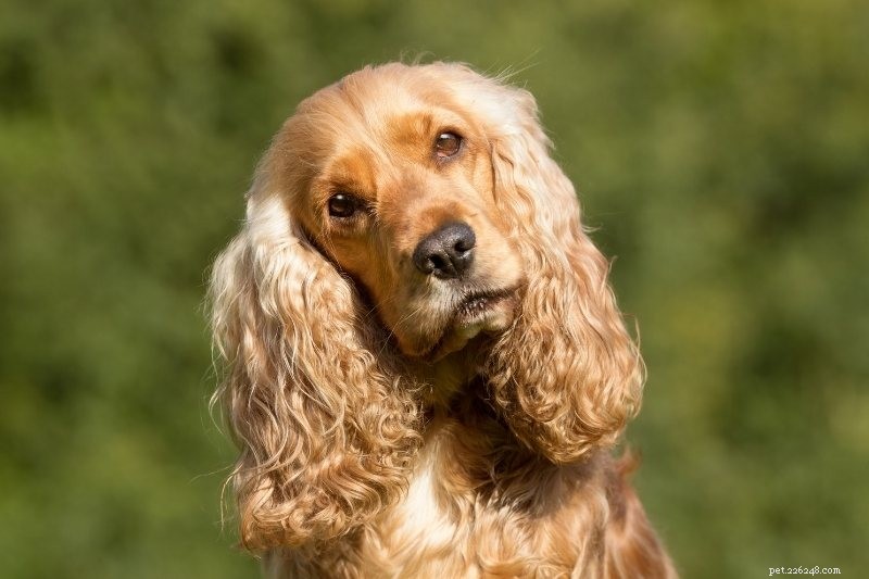 Do Cocker Spaniels Shed? A Complete Guide to Their Coat & Grooming Needs