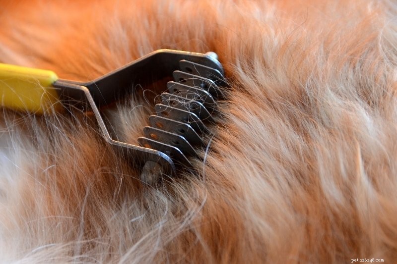 Dog Shedding Explained: Causes & 5 Ways to Cut Fuzz
