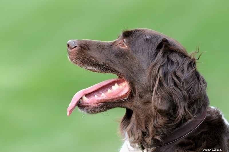 When Is the Temperature Too Hot for Your Dog?