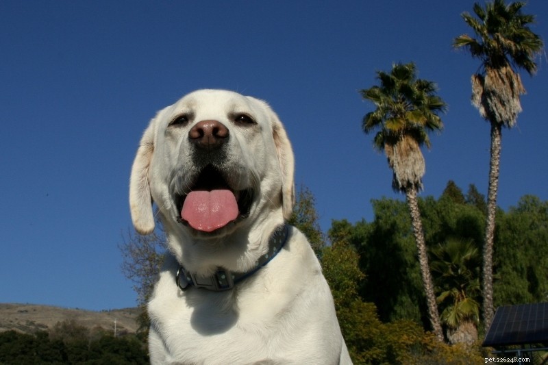 When Is the Temperature Too Hot for Your Dog?