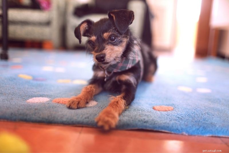 10 Essential Winter Care Tips to Keep Your Dog Safe and Warm