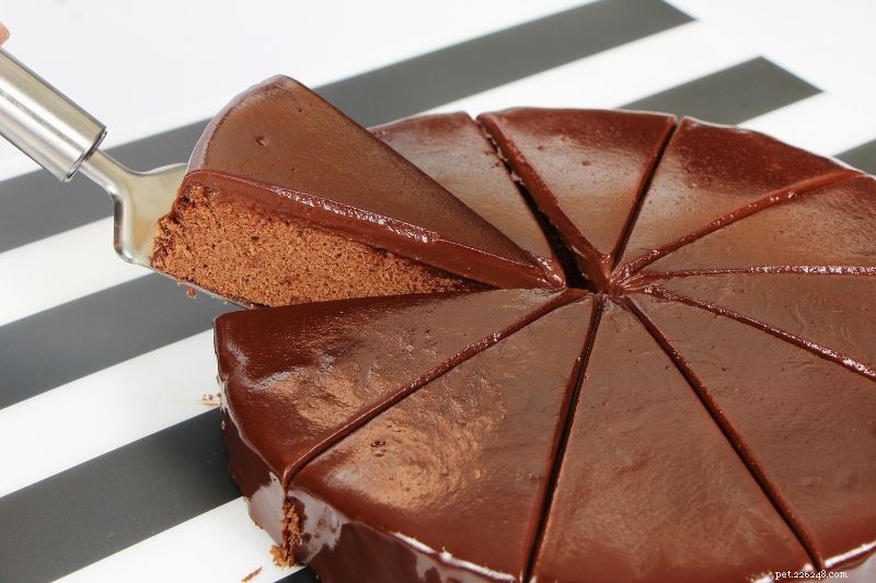 What to Do If Your Dog Eats Chocolate Cake: Immediate Steps & Safety Tips