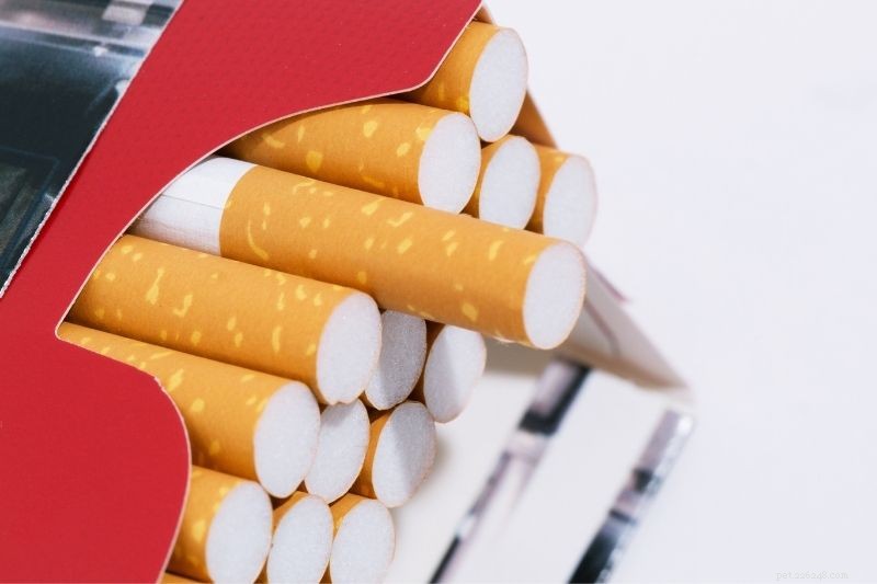 Dog Consumes Tobacco: Risks, Symptoms, and Immediate Actions You Must Take