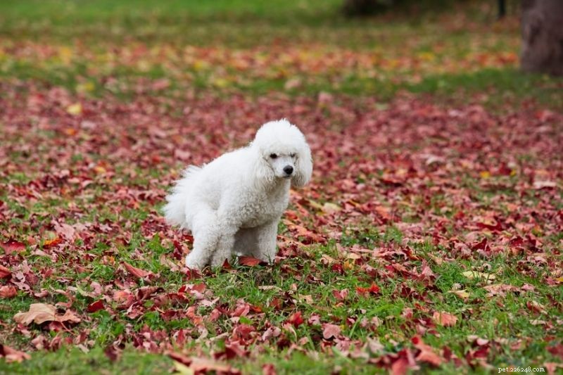 Why Is My Puppy Pooping So Much? Expert Insights into Common Causes