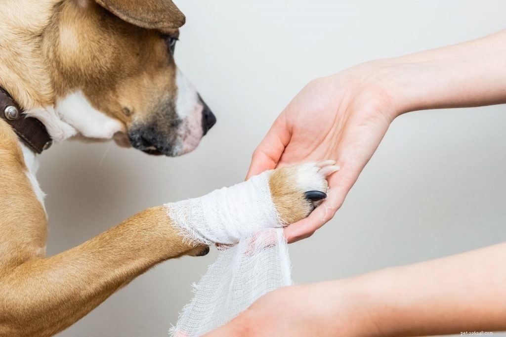 Dog Claw Injury Guide: Immediate Care Steps for a Broken Nail