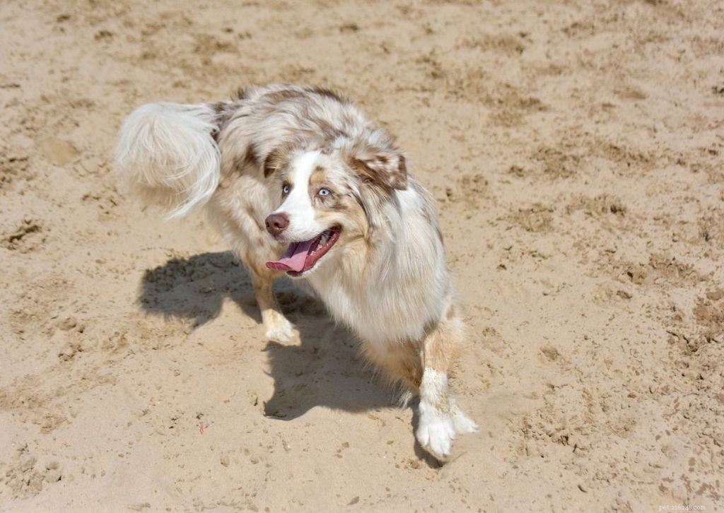 Dog Health Insurance Explained: How It Protects You and Your Pet