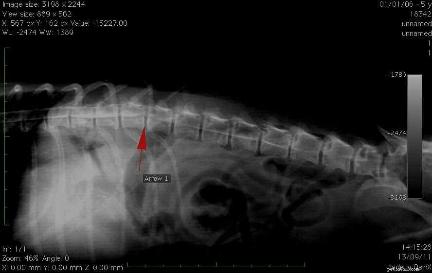 Advanced Imaging Exams for Dogs: Types & Benefits