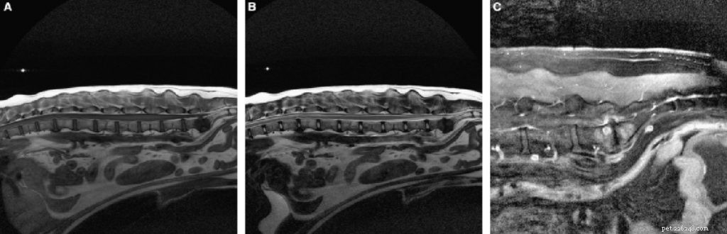 Advanced Imaging Exams for Dogs: Types & Benefits