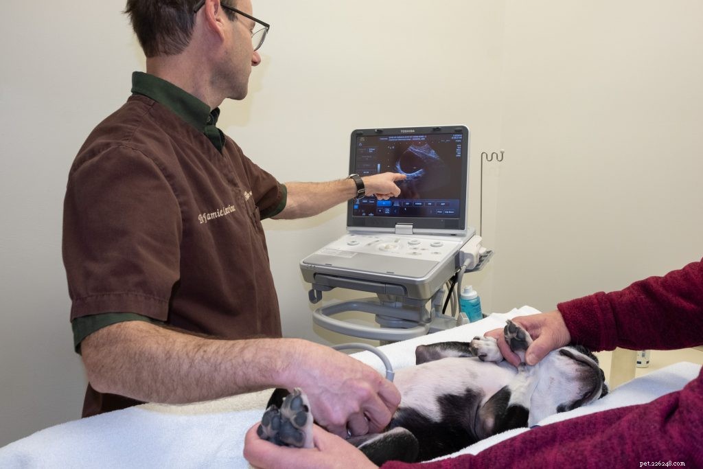 Advanced Imaging Exams for Dogs: Types & Benefits