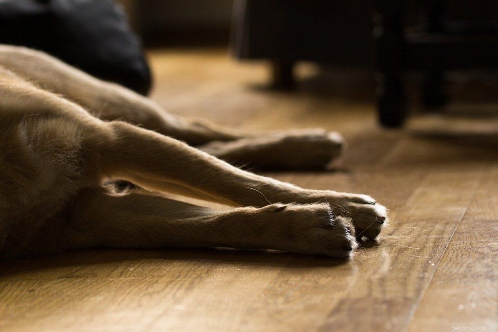 Understanding Dog Euthanasia: Compassionate End-of-Life Care
