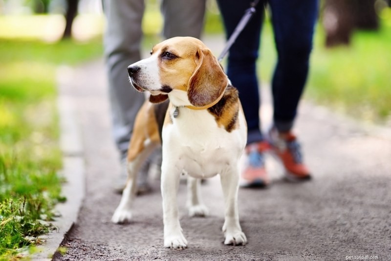 Dog Collars vs Harnesses: Choosing the Best Option for Your Pup