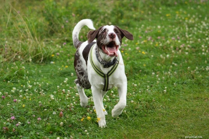 How to Care for a Blind Dog: Essential Tips & Guidance