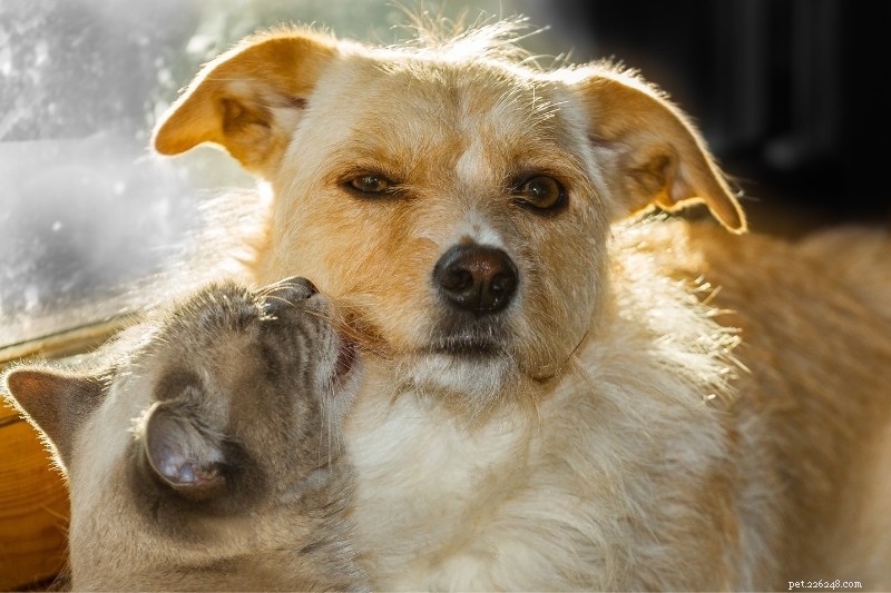 Step-by-Step Guide: Safely Introducing Your Cat to a Dog (and Vice Versa)