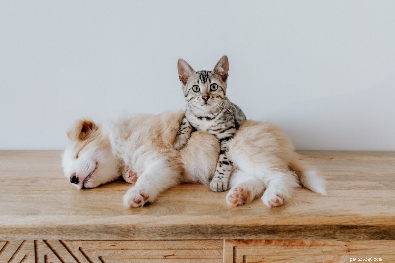 Step-by-Step Guide: Safely Introducing Your Cat to a Dog (and Vice Versa)