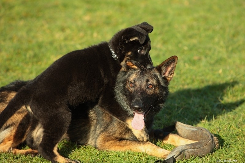 Smoothly Introducing a Puppy to Your Senior Dog: A Step‑by‑Step Guide